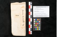 Foto (Objekt + Etikett) von Quercus palaeoilex Ettingshausen (NHMW-GEO-2024-0188-8114)
